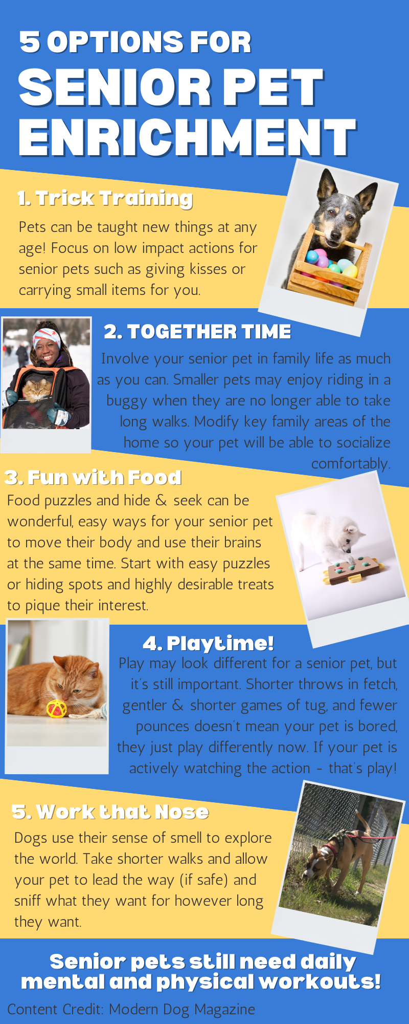 5 options for senior pet enrichment infographic