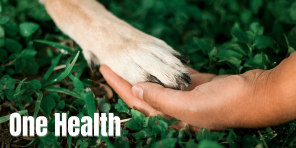 One Health: Human hand holding dog paw over green clover