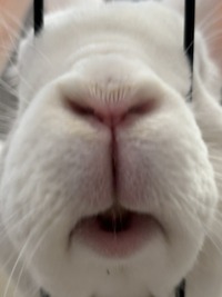 White Bunny Nose Up Close