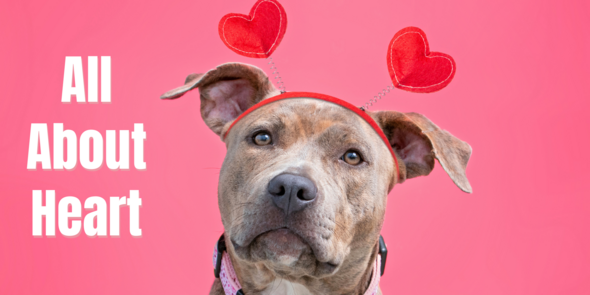 All About Heart - image of beige pit bull dog wearing heart bobble headband