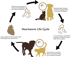 Heartworm lifecycle