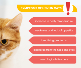 Symptoms of Avian Flu in Cats