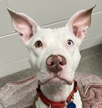 Mango, an adoptable pit bull mix