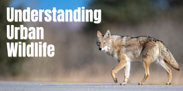 Understanding Urban Wildlife
