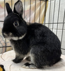 Harpo, a dwarf rabbit