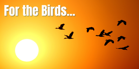 For the Birds...(image of ducks flying at sunset)