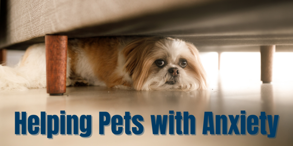 Helping Pets With Anxiety (Image of small dog hiding under bed)