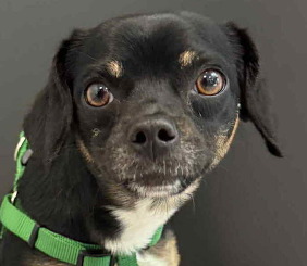 Wendell sitting in the shelter
