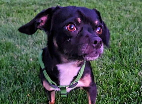 Wendell in the backyard