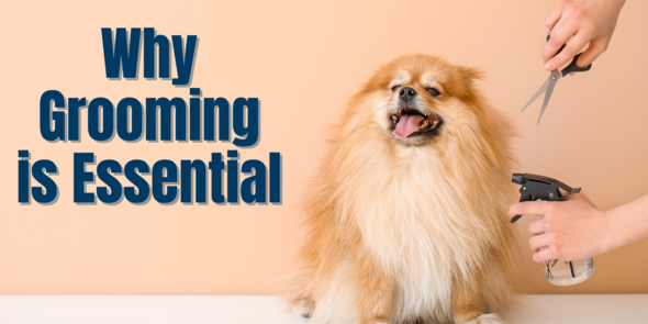 Why Grooming is Essential