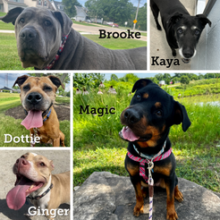 Collage of 5 adoptable dogs