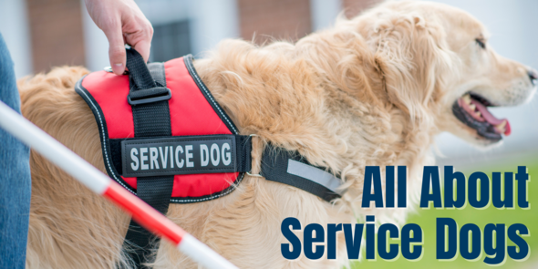 "All About Service Dogs" Text Over Image of Guide Dog