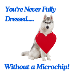 "You're Never Fully Dressed Without a Microchip" Photo of dog wearing heart shaped sign.