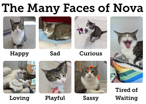 The Many Faces of Nova with 7 pictures of Nova the Cat