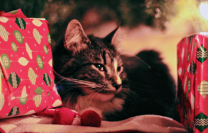 Cat under Christmas tree