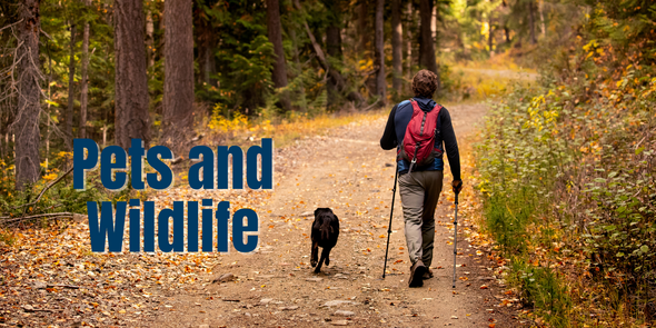 "Pets and Wildlife" Image of a person and dog walking a path in an autumn forest
