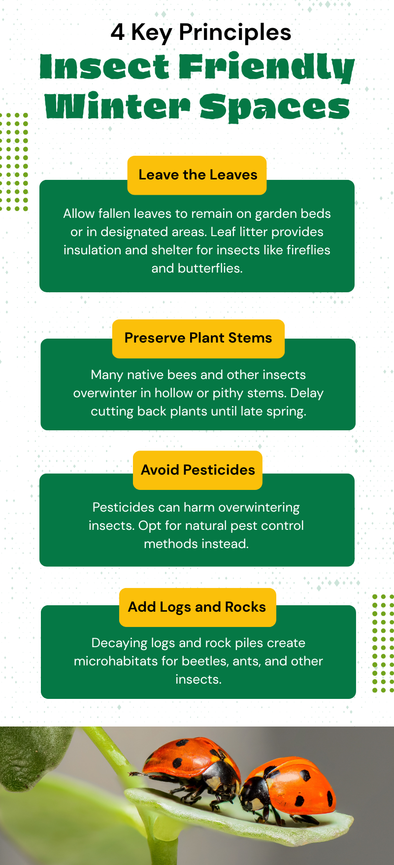 Infographic "4 Key Principles Insect Friendly Winter Gardens"