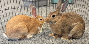 photo of two adoptable rabbits: Coco and Marshmallow