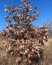Oak Tree in the winter with its leaves
