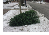 Holiday Tree pick-up 