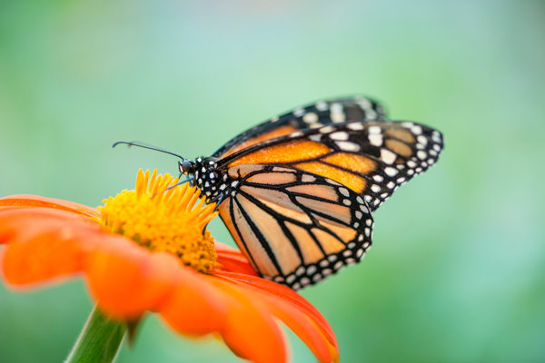 Butterfly pollinator