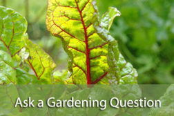 Ask a Gardening Question