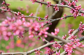 May flowers at Northwestern