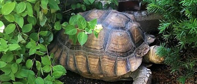 tortoise pic