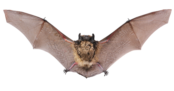 Bat