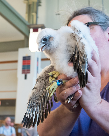 Virtual Falcon Banding