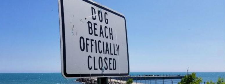 dog beach