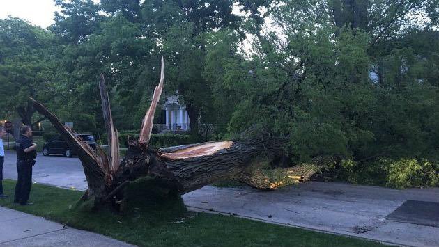 Downed Tree