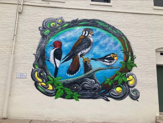 Birds