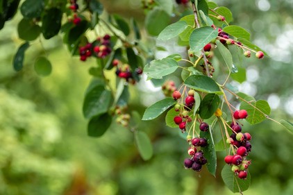 elder berries