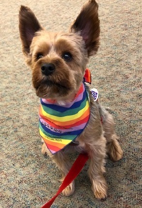 Therapy dogs at the Library