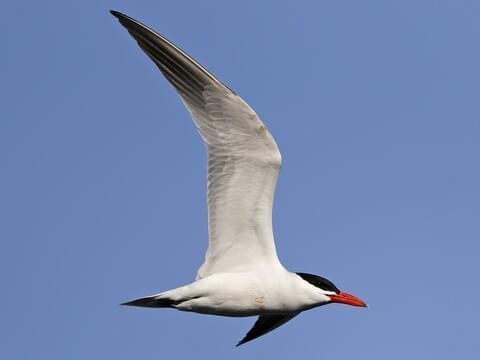 Caspian Tern