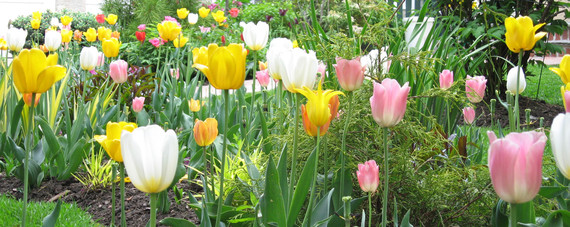 Spring flowers