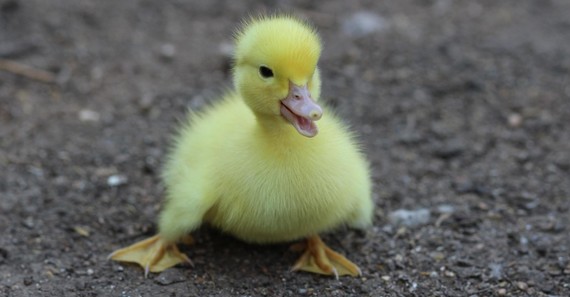 baby duck
