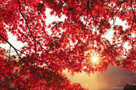 autumn leaves