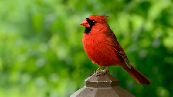 Bird perched