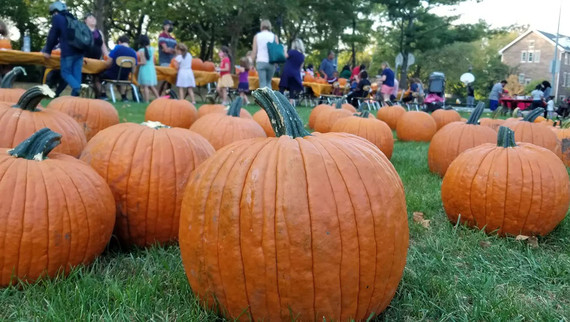 Fall Fest pumpkins