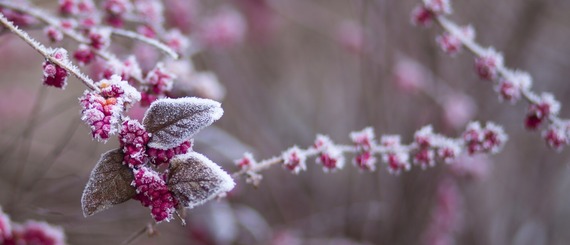 winter frost on some pink berries