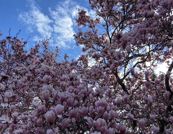 Magnolia Tree