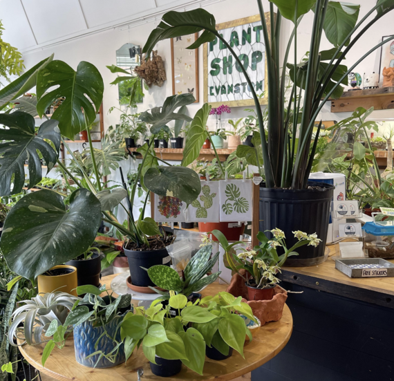 plant shop
