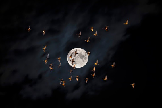 Bird migration
