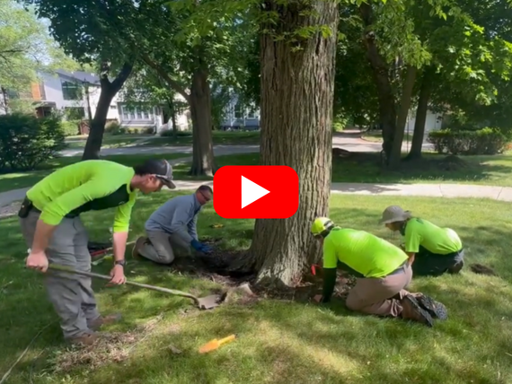 Dutch Elm Disease