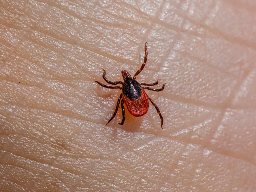 Ticks