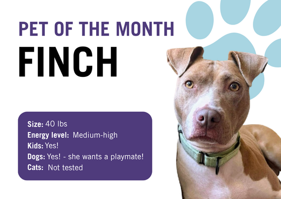 Pet of the Month