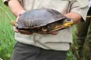 Blanding turtle