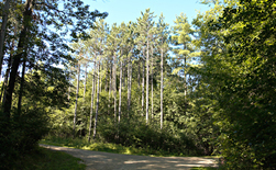 McDonald Woods